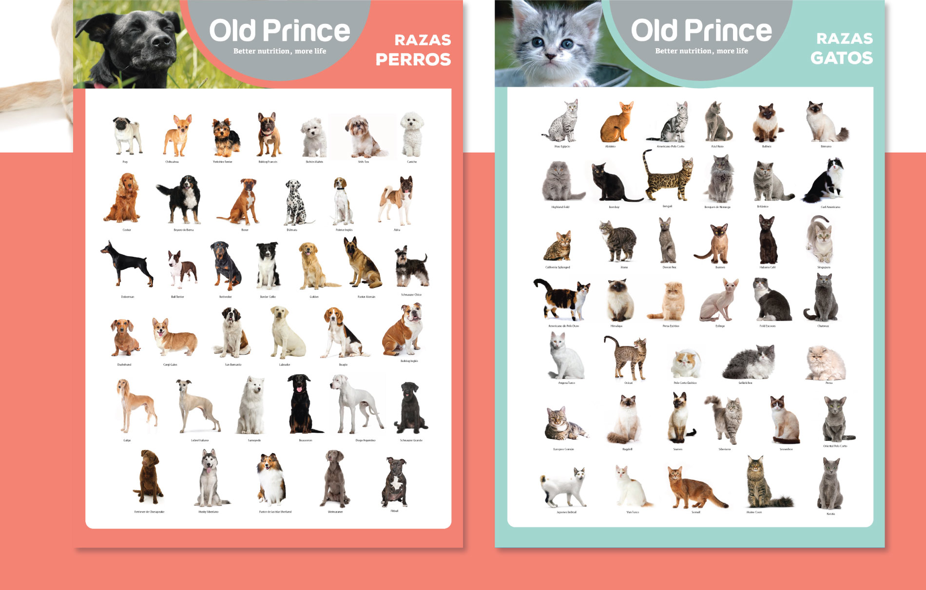 Old Prince – POP and PDV
