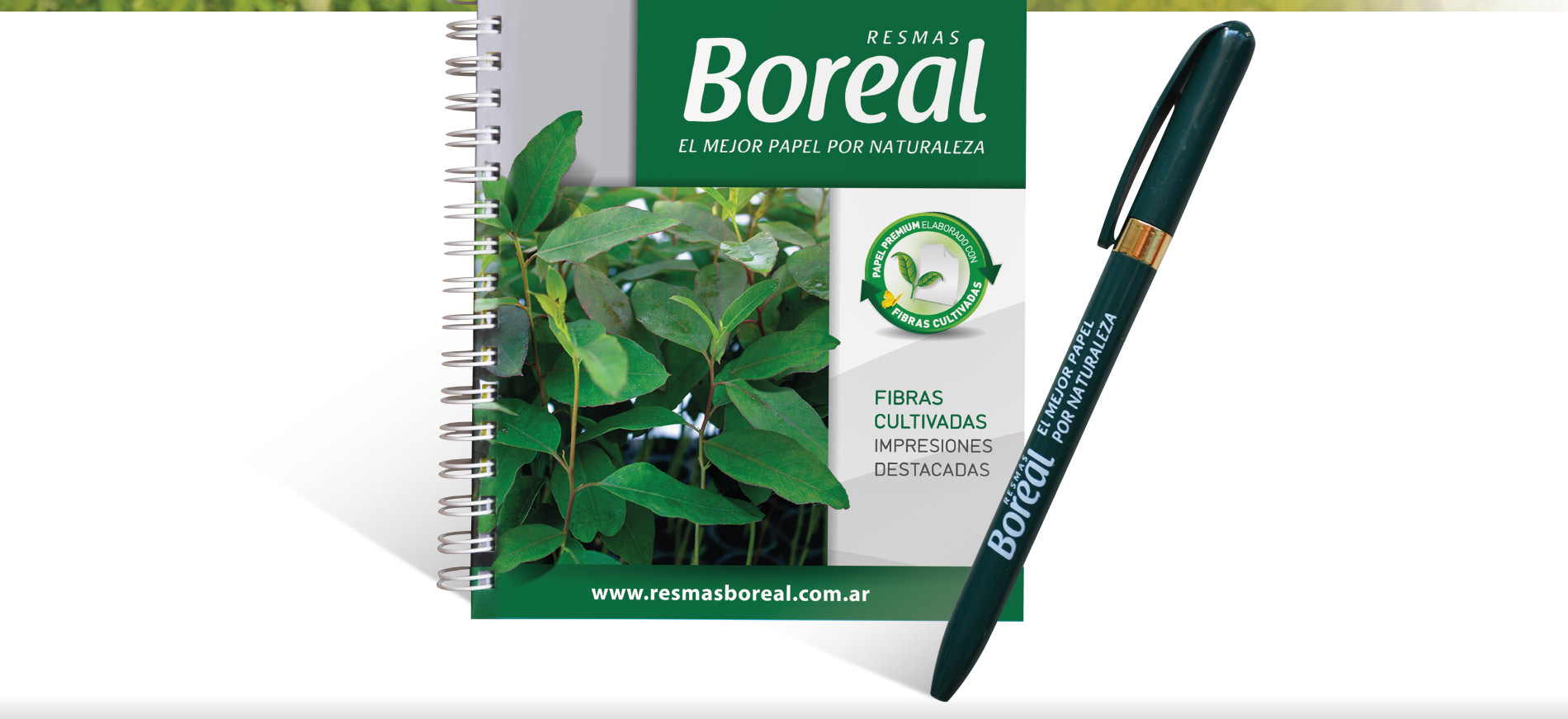 Boreal – POP